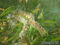 foto de buceo
