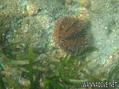 foto de buceo