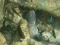 foto de buceo