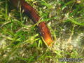 foto de buceo
