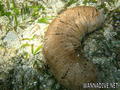 foto de buceo
