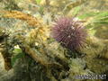foto de buceo