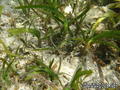 foto de buceo
