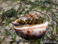 foto de buceo