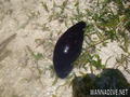 foto de buceo