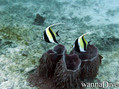 foto de buceo