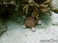 foto de buceo