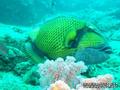foto de buceo