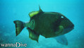 foto de buceo