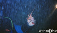 foto de buceo