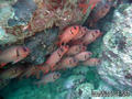 foto de buceo