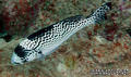 foto de buceo
