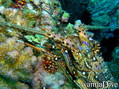 foto de buceo