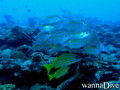 foto de buceo
