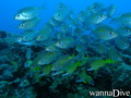 foto de buceo