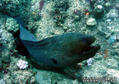 foto de buceo