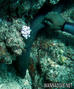 foto de buceo