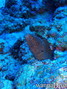 foto de buceo