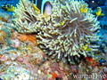 foto de buceo