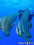 foto de buceo