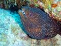 foto de buceo