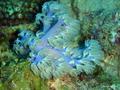 foto de buceo