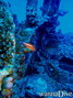 foto de buceo