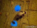 foto de buceo
