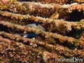 foto de buceo
