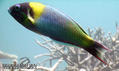 foto de buceo
