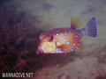 foto de buceo
