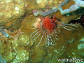foto de buceo