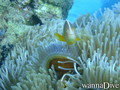 foto de buceo