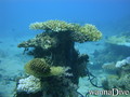 foto de buceo
