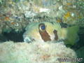 foto de buceo