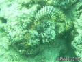 foto de buceo