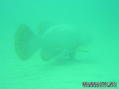 foto de buceo