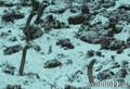 foto de buceo
