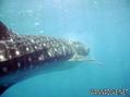 foto de buceo