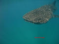 foto de buceo
