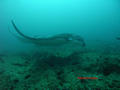 foto de buceo