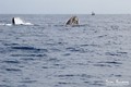 foto de buceo