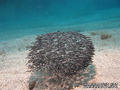 foto de buceo