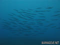 foto de buceo