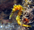 foto de buceo