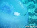 foto de buceo