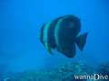 foto de buceo