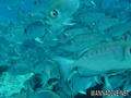 foto de buceo