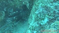 foto de buceo