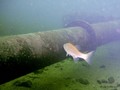 foto de buceo